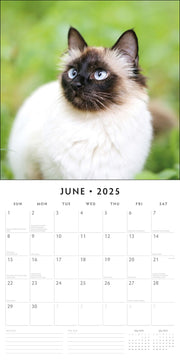 Siamese Cats - 2025 Square Wall Calendar Animals 16 Months Premium Planner Gift V474-695265