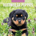 Rottweiler Puppies - 2025 Square Wall Calendar Animals 16 Months Premium Planner V474-695338