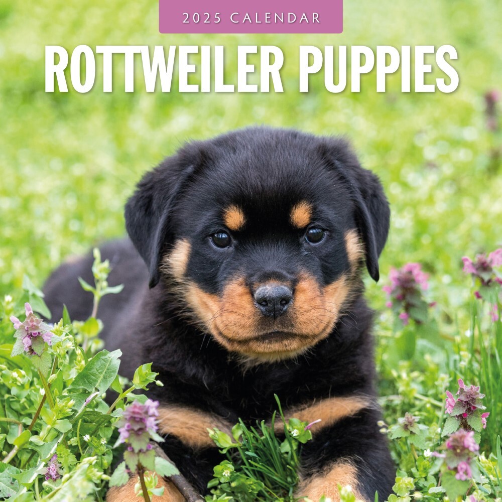 Rottweiler Puppies - 2025 Square Wall Calendar Animals 16 Months Premium Planner V474-695338