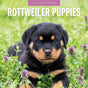 Rottweiler Puppies - 2025 Square Wall Calendar Animals 16 Months Premium Planner V474-695338