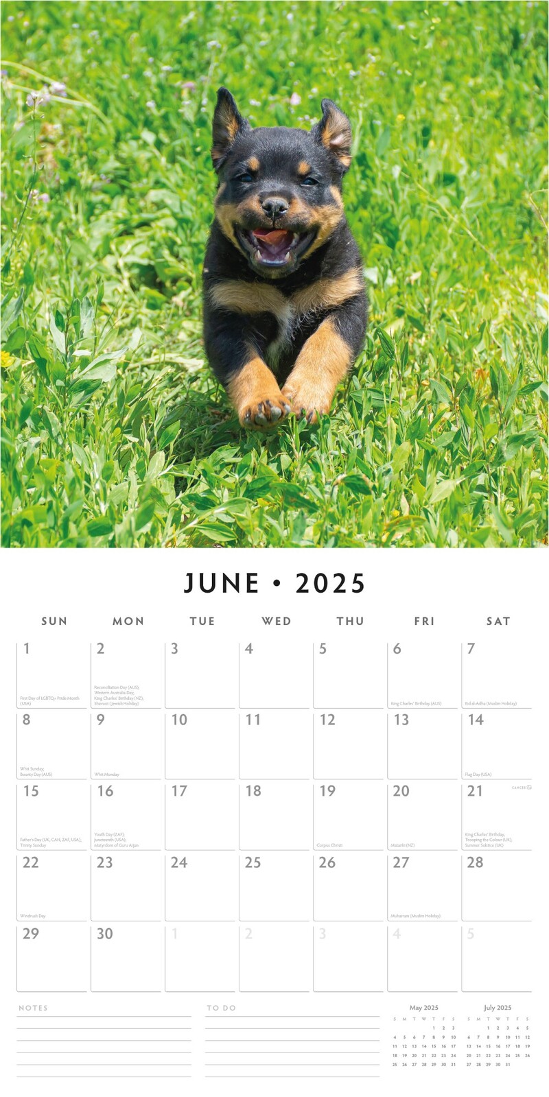 Rottweiler Puppies - 2025 Square Wall Calendar Animals 16 Months Premium Planner V474-695338