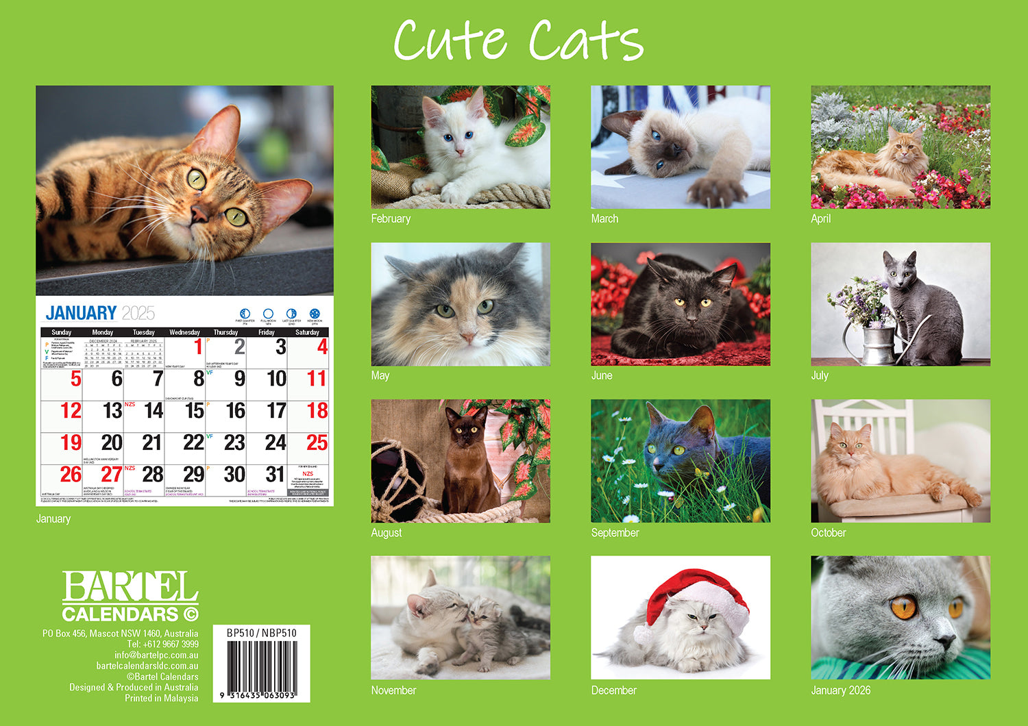 Cute Cats - 2025 Rectangle Wall Calendar 16 Months Planner Animal Pets Photos V474-700418
