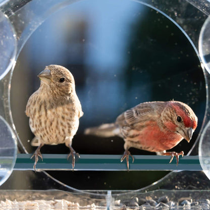 Clear Acrylic Window Bird Feeder with Strong Suction Cups and Removable Seed Tray V528-9360312207025