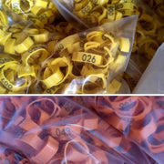 Chicken Duck Goose Leg Rings 100pcs Numbered Ankle Bands Bird ID Tags Farm Use - Green V528-ANKLET-100PCS-GREEN-327401