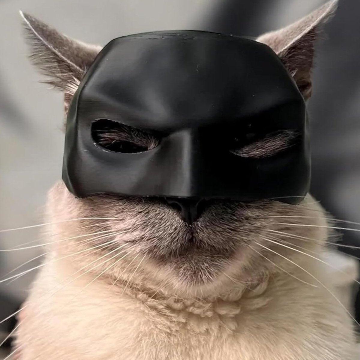 Halloween Bat Mask Cat Mask Pet Costume Accessories for Small Dogs Cats Outfit - L V528-CAT-MASK-BLACK-L-602976