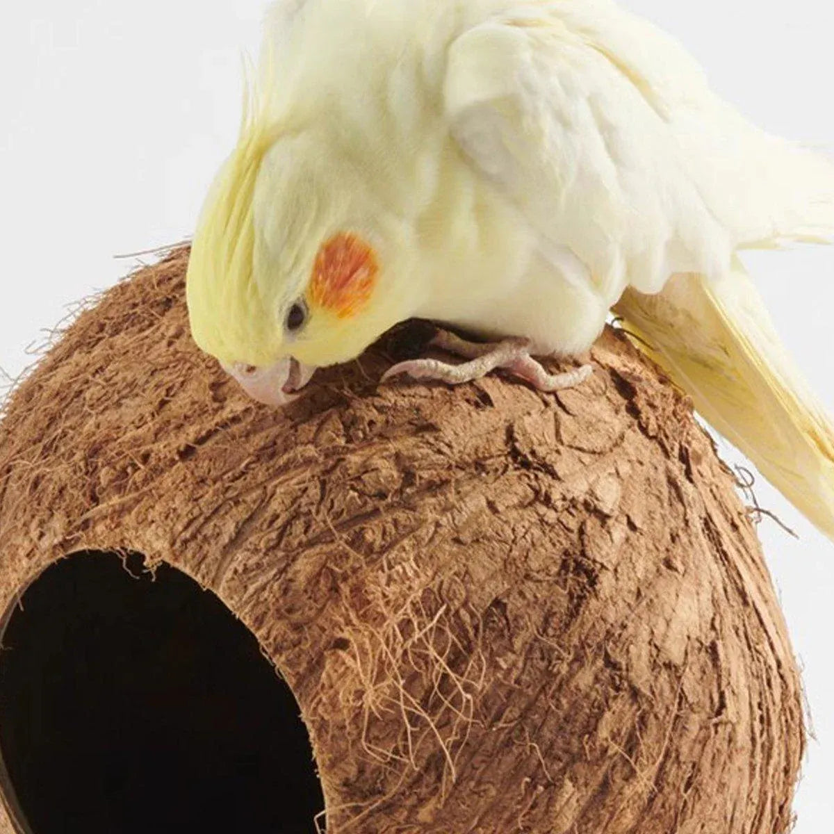 Lanyard Birdhouse Parrot Coconut Nest Bed Hanging Bird Cage for Small Birds - Stairs type V528-COCOANUT-NEST-LT-184597