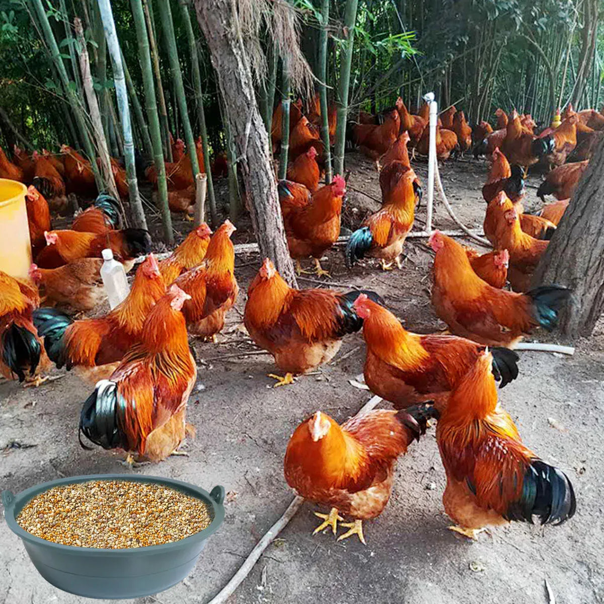 Chicken Feeding Basin 6pcs Plastic Breeding Trough Bowl Farm Feeder Container V528-CULTURE-POT-S-6PCS-772758