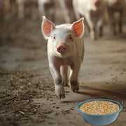 Chicken Feeding Basin 6pcs Plastic Breeding Trough Bowl Farm Feeder Container V528-CULTURE-POT-S-6PCS-772758