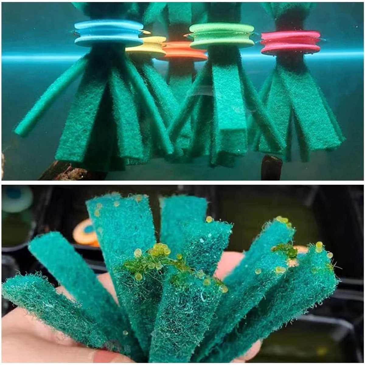 Fish Egg Collector Device Set 10PCS Floating Hanging Breeding Box Aquarium Tank V528-EGG-COLLECTOR-10PCS-245787