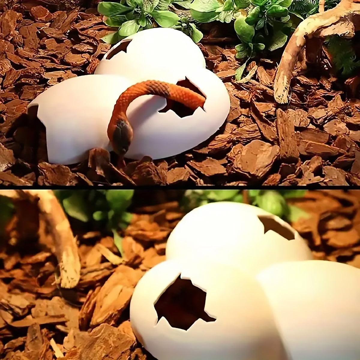 Reptile Hideout Plastic Cave Decorative Shelter for Lizard Snake Spider Habitat - Eggshell Set of 2 V528-EGGSHELL-2PCS-978545