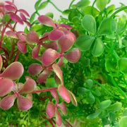 Artificial Water Grass Fish Tank Decoration Aquarium Landscape Simulation Plants - 01-3PCS V528-GRASS-3PCS-CO05-443545