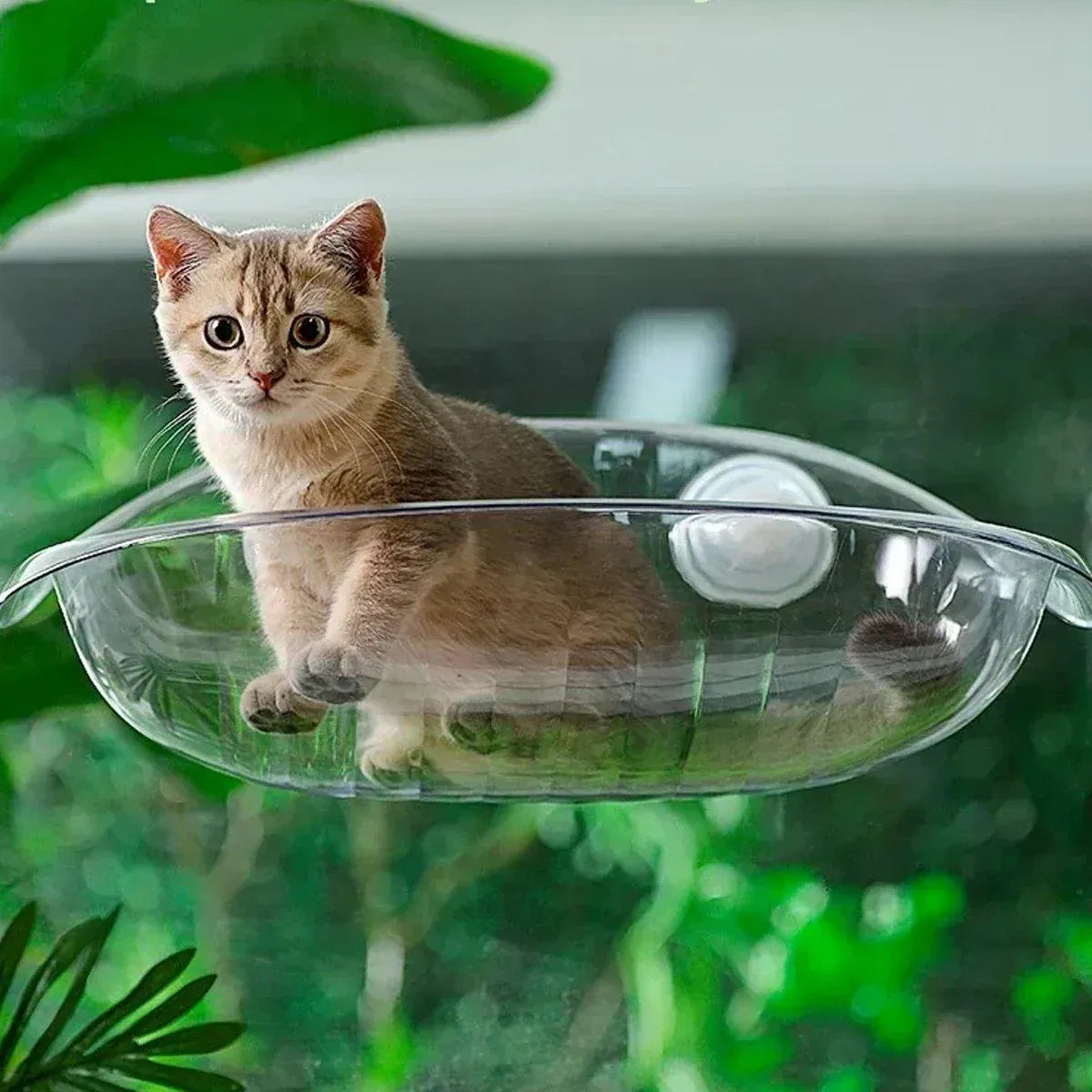 Cat Hammock Bed Glass Hanging Basket Clear Pet Nest Elevated Sleeping Bed - White V528-HAMMOCK-WHITE-479223
