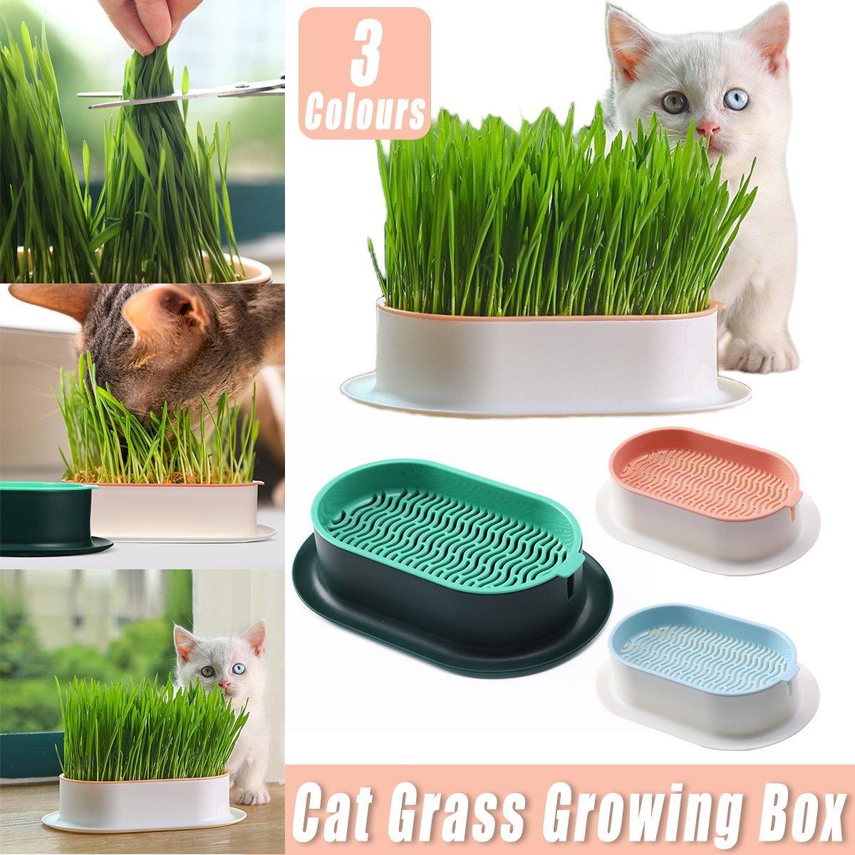 Catnip Hydroponic Box with Cat Snacks Growing Kit for Cats Fresh Catnip Bowl - Green V528-HYDROPONIC-CELL-GREEN-242952