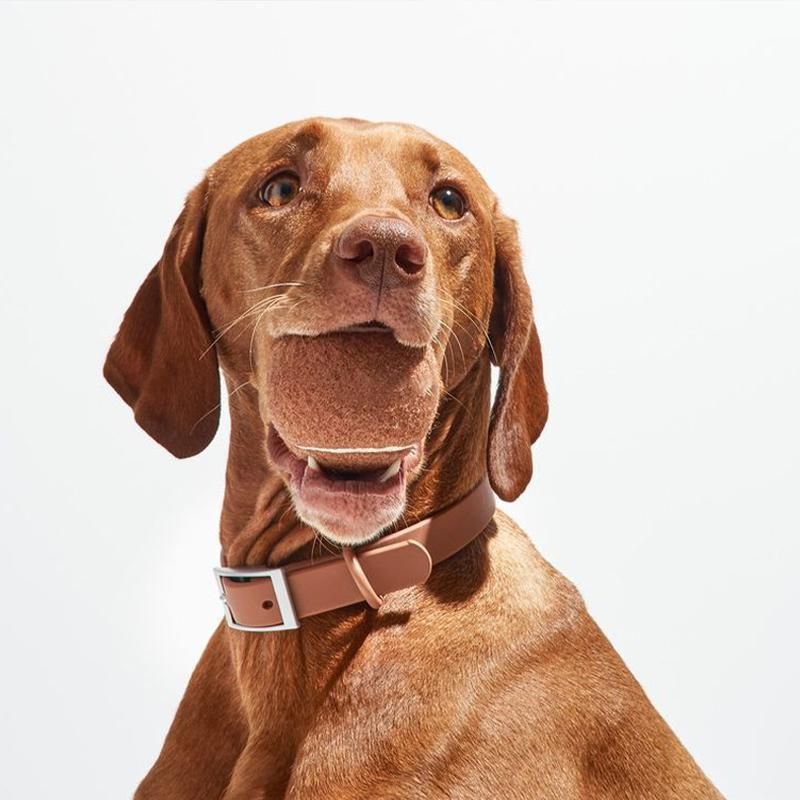 PVC Dog Collar Working Dog Kennels Waterproof Soft Adjustable for Pets M Size - Apricot V528-MH00300-APRICOT-M-322173