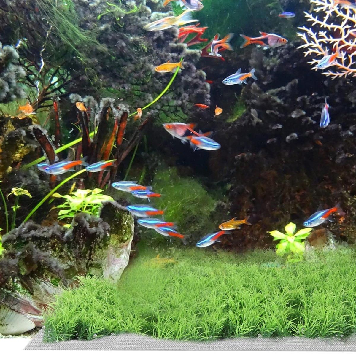 10pcs Stainless Steel Wire Mesh for Water Plants Fish Tank Aquarium Decoration - 8x8cm V528-MSWP-8X8CM-10PCS-727817