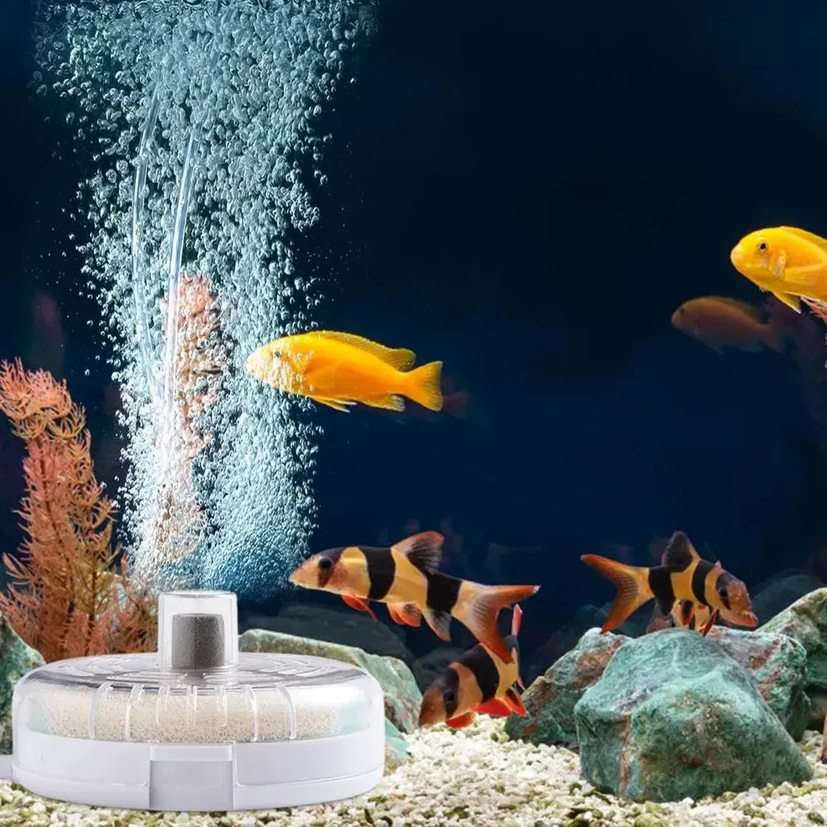 Aquarium Filter Special Mini Small Tank Filter Circle for Freshwater or Marine - 10cm Filter V528-OXYGEN-PUMP-10CM-281581