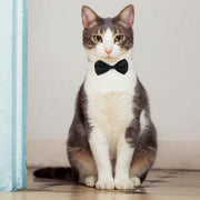2pcs Pet Bow Tie Collar Dog Cat Suit Dress Accessories Adjustable Neck Strap - S V528-PET-TIE-BOWTIE-SUIT-S-597628
