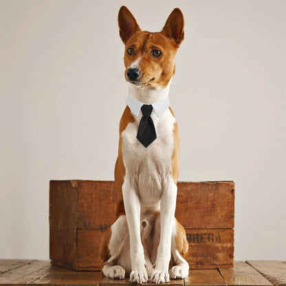 2pcs Pet Bow Tie Collar Dog Cat Suit Dress Accessories Adjustable Neck Strap - S V528-PET-TIE-BOWTIE-SUIT-S-597628