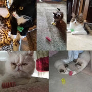 4PCS Cat Spring Toys Colourful Plastic Jumping Toy for Kitten Interactive Play V528-PET-TOY-4PCS-806037