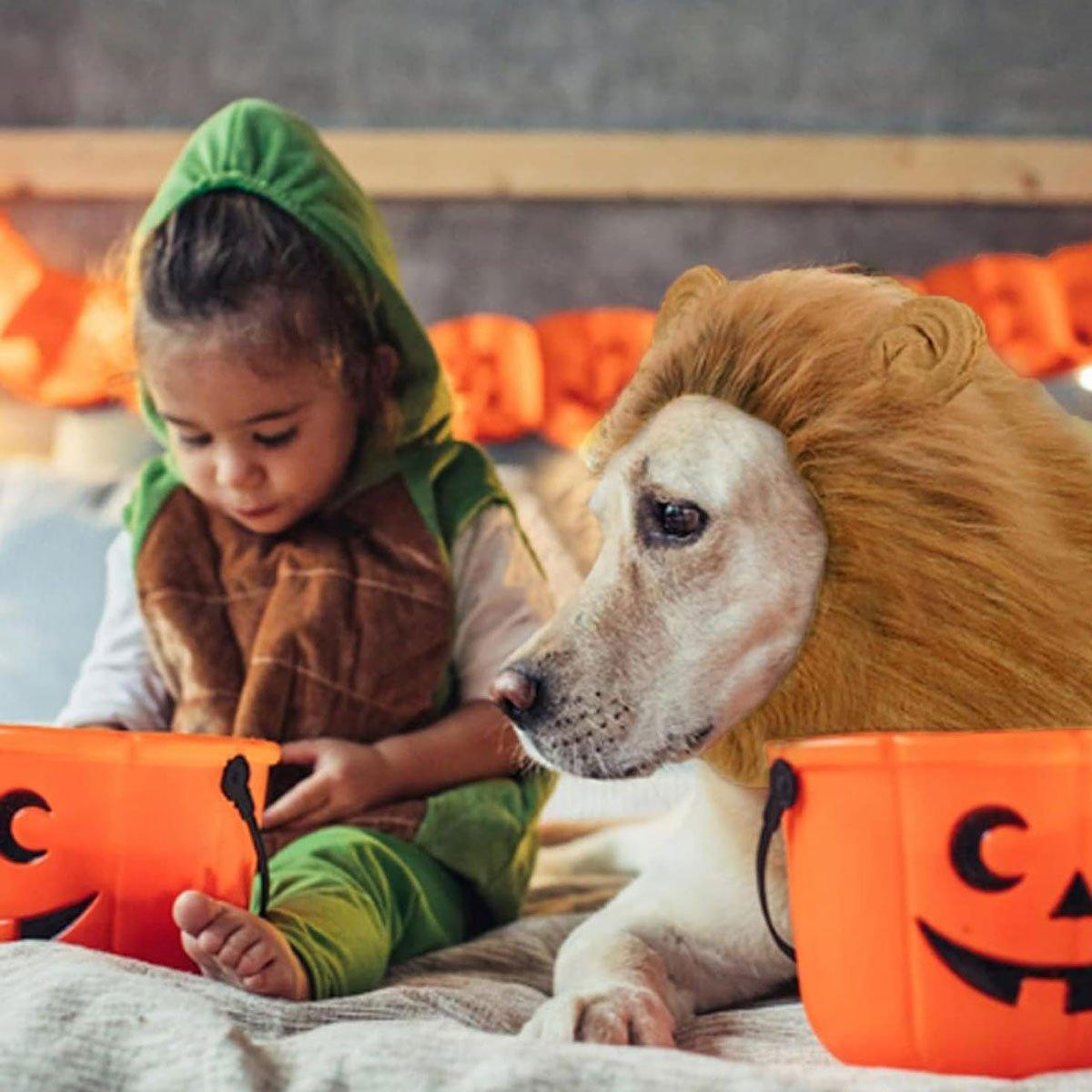 Lion Costume Mane Wig Large Dog Fancy Dress Up Party for Pet Halloween Clothes - Coffee-M V528-PET-WIG-LION-COFFEE-M-117956