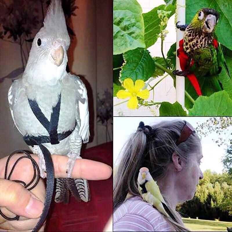 M Pet Parrot Bird Harness Lead Leash Flying Training Rope Cockatiel Outdoor - Blue V528-PETBIRDROPE-BLUE-M-27801
