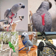 M Pet Parrot Bird Harness Lead Leash Flying Training Rope Cockatiel Outdoor - Blue V528-PETBIRDROPE-BLUE-M-27801