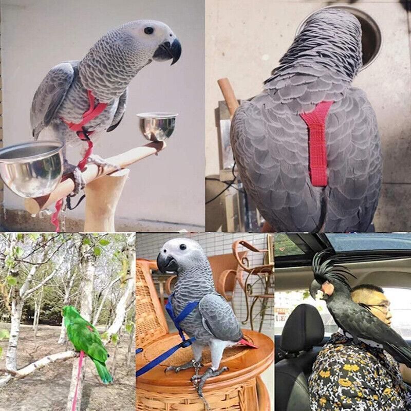 M Pet Parrot Bird Harness Lead Leash Flying Training Rope Cockatiel Outdoor - Blue V528-PETBIRDROPE-BLUE-M-27801
