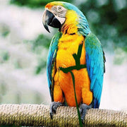 M Pet Parrot Bird Harness Lead Leash Flying Training Rope Cockatiel Outdoor - Blue V528-PETBIRDROPE-BLUE-M-27801
