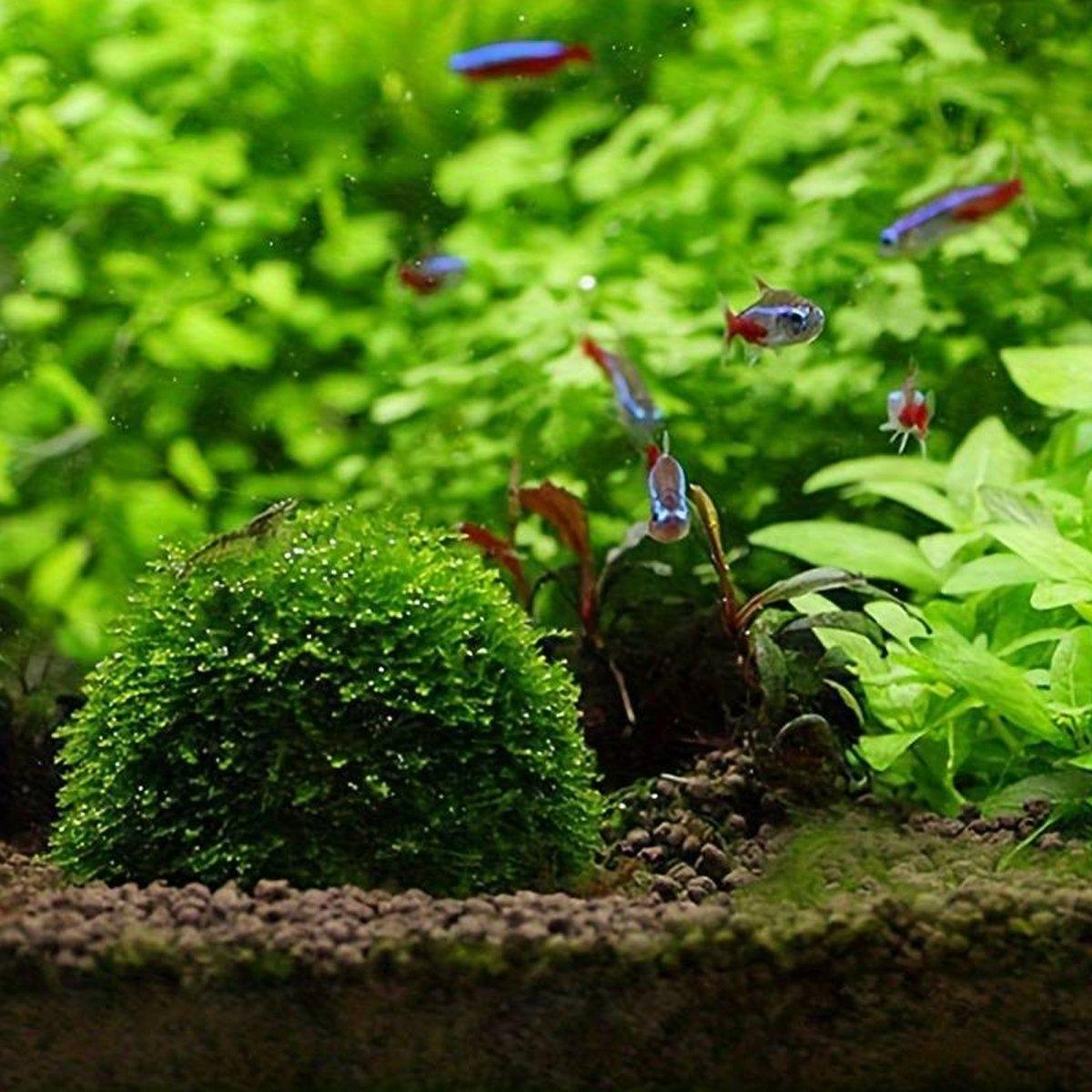 3pcs Aquarium Plastic Moss Ball Fish Decoration Aquatic Plant Accessories V528-PLANTING-BALL-3PCS-381906