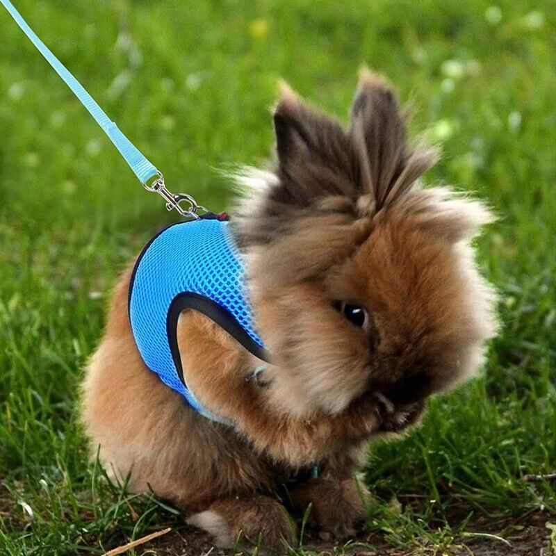Rabbit Vest Harness Leash Lead Small Animal Pet Mesh Hamster Bunny Traction Rope S - Red V528-RABBITHARNESS-RED-S-312311