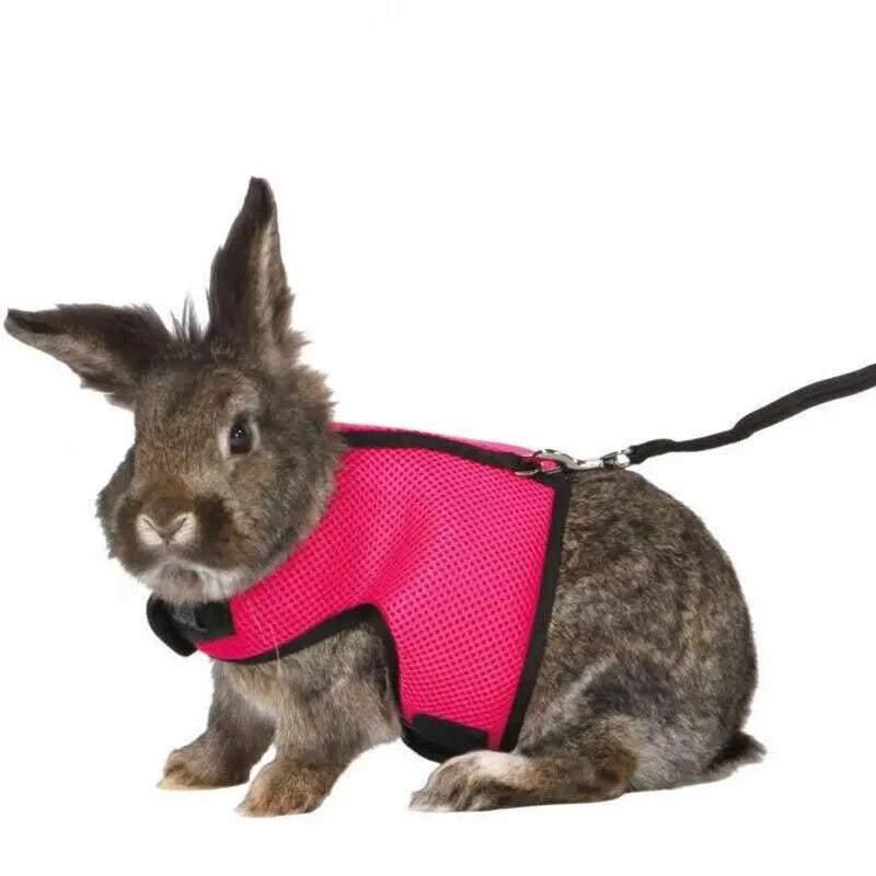 Small Animal Harness Guinea Pig Forret Hamster Rabbit Squirrel Vest Clothes Lead M Size - Blue V528-RABBITVEST-BLUE-M-28127