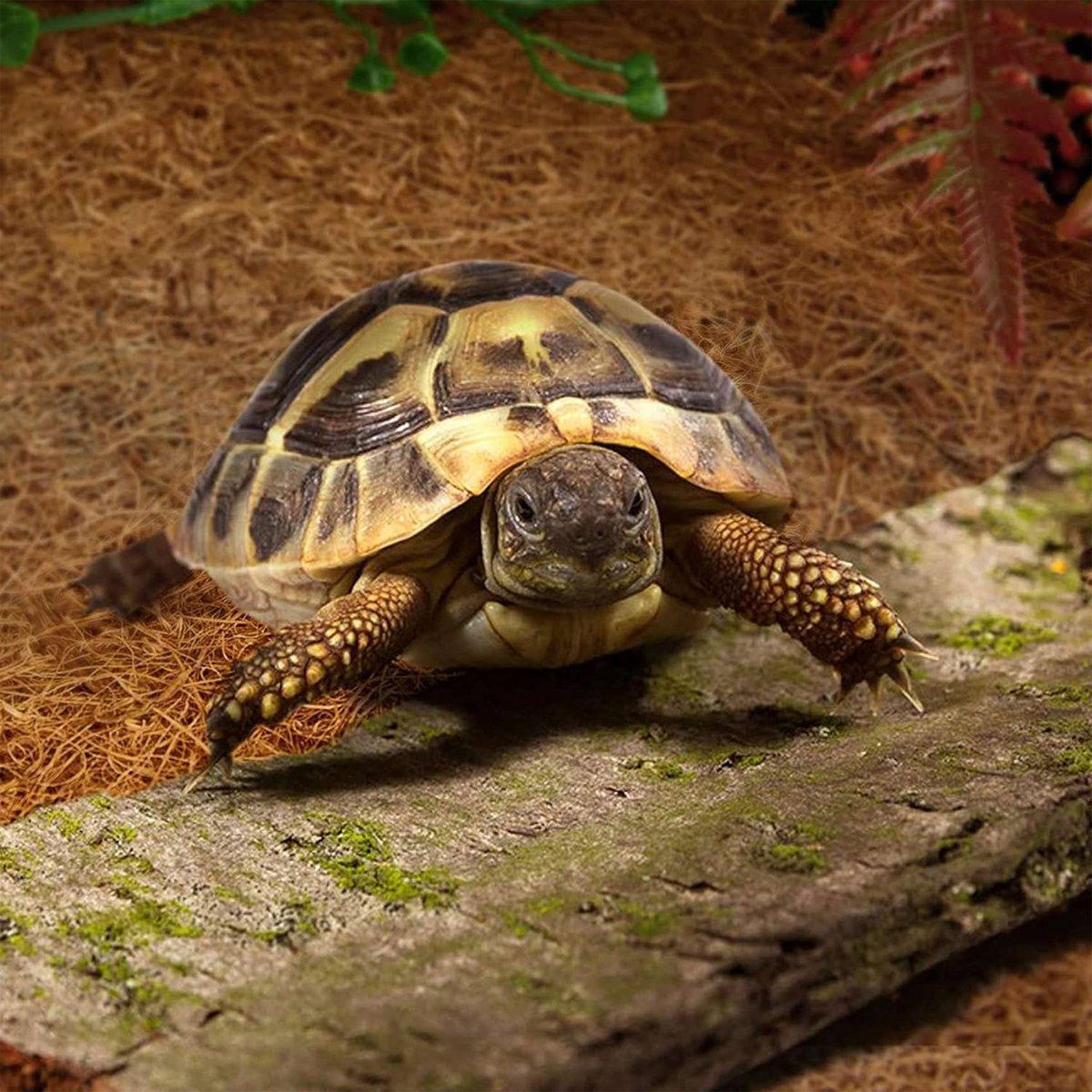 Reptile Terrarium Liner Coconut Fiber Mat Tortoise Carpet Pet Hamster Bedding - 50x30cm V528-REPTILE-MAT-30X50CM-937105