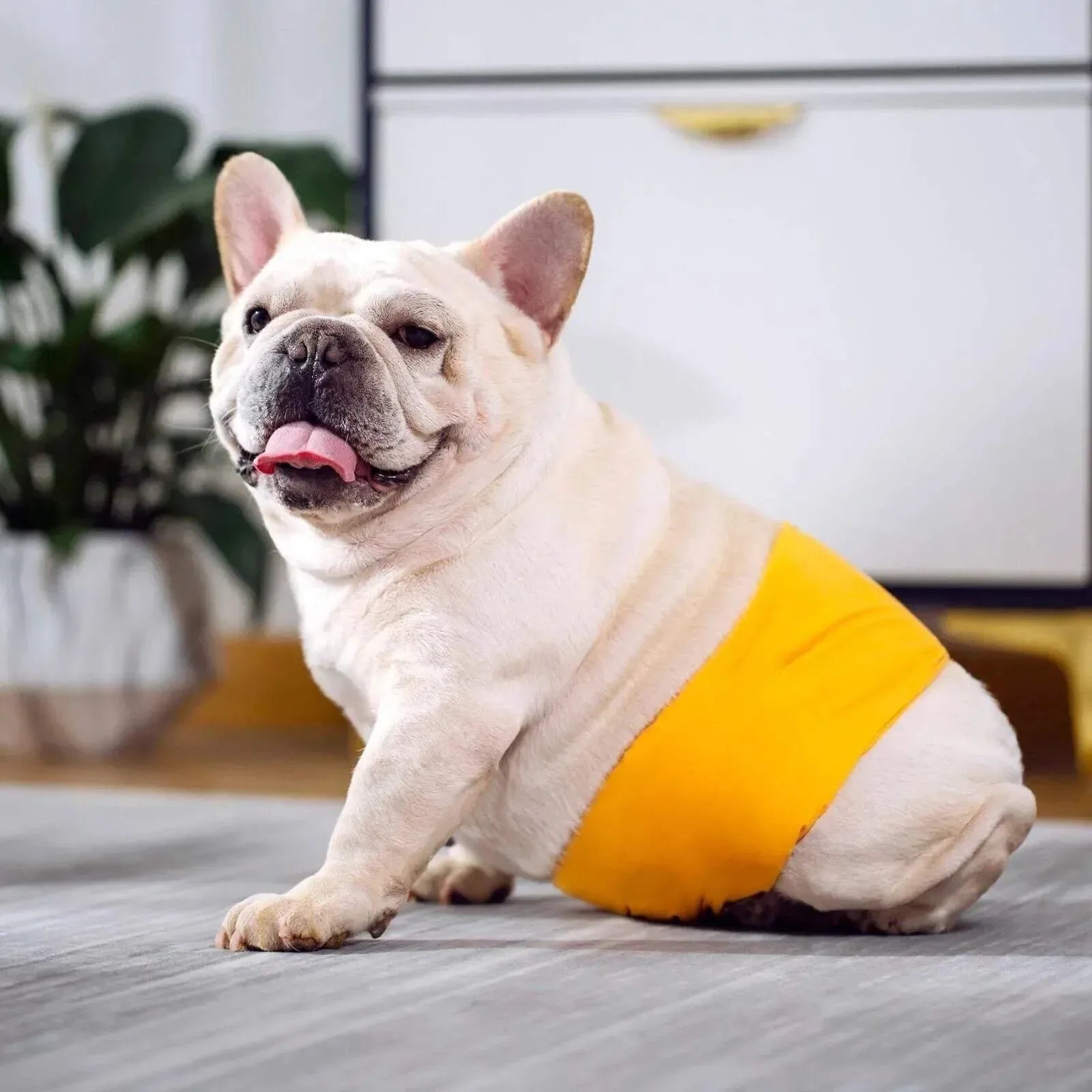 S Male Dog Puppy Nappy Diaper Belly Wrap Band Sanitary Pants Underpants - Grey V528-SANITARYPANTS-GREY-S-81464