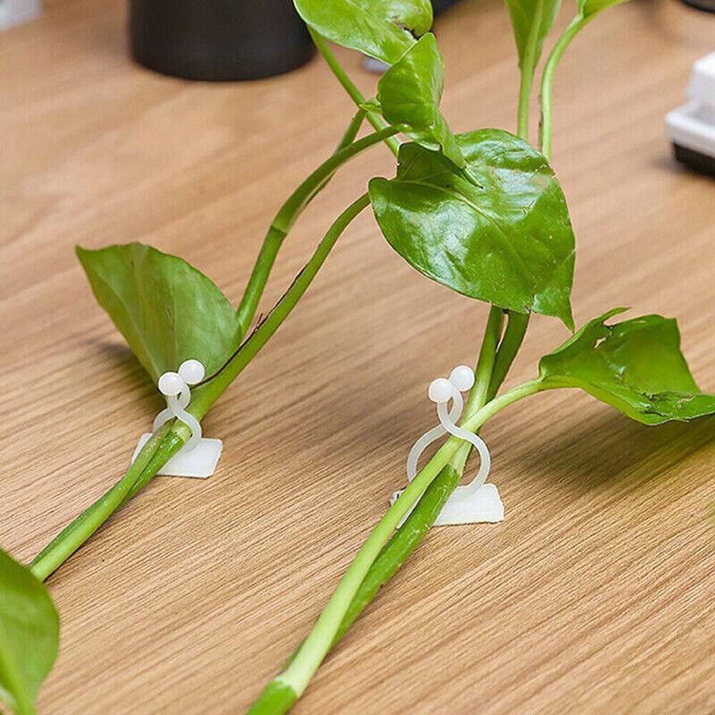 100Pcs Invisible Wall Clips for Plant Climbing & Vine Support V528-SCINDAPSUS-WHITE-100PCS-37424