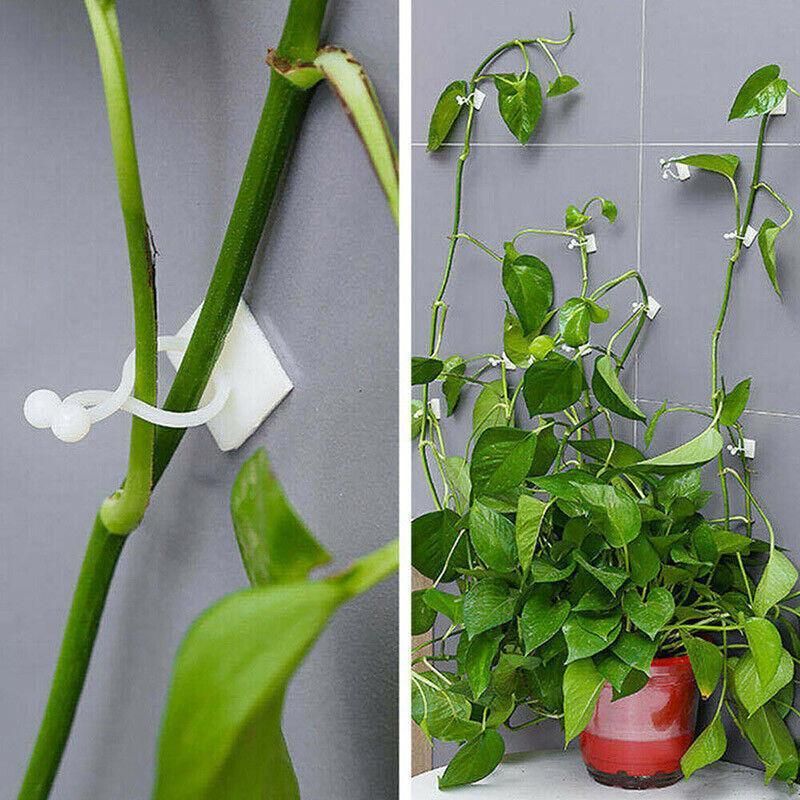 100Pcs Invisible Wall Clips for Plant Climbing & Vine Support V528-SCINDAPSUS-WHITE-100PCS-37424