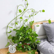 100Pcs Invisible Wall Clips for Plant Climbing & Vine Support V528-SCINDAPSUS-WHITE-100PCS-37424