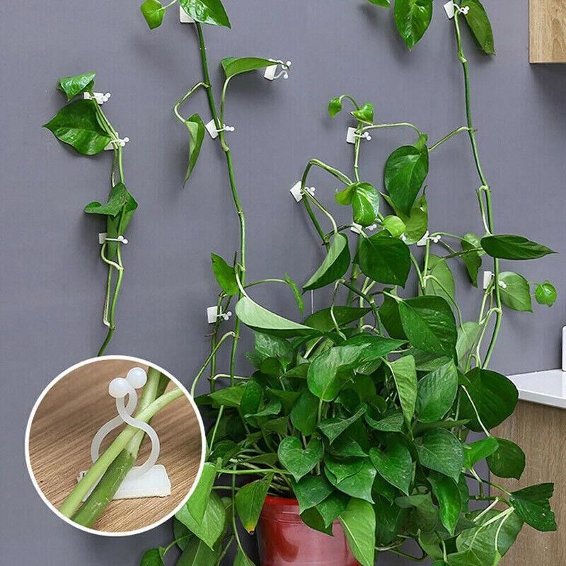100Pcs Invisible Wall Clips for Plant Climbing & Vine Support V528-SCINDAPSUS-WHITE-100PCS-37424
