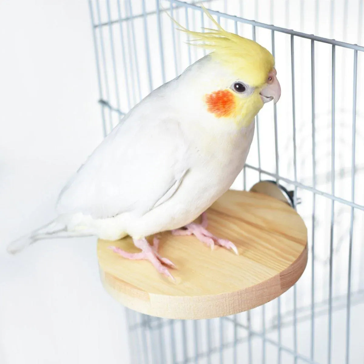 Hamster Parrot Play Stand Jump Platform Squirrel Cage Accessories Gear Pet Toy - A2101 (10*10*1.2cm) V528-STATION-PLATE-A2101-992156
