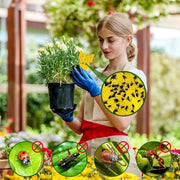 10X Dual Sided Sticky Trap Insect Killer Whitefly Thrip Fruit Fly Gnat - Sunflower 50PCS