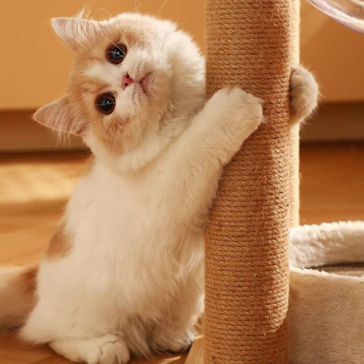 2pcs Sisal Cat Scratching Post Climbing Frame Replacement Pole for Cats Activity - 20cm V528-TWINE-POST-2PCS-20CM-684101