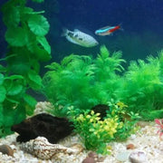 30cm Artificial Aquarium Plant Plastic Water Grass Decoration for Fish Tank V528-WATERPLANT-224884