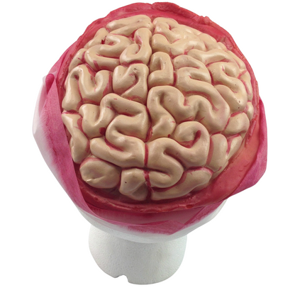 Zombie Brain Skull Cap Costume Halloween Bloody Headpiece Fancy Dress Bandage V563-BR-ZOMBIEBRAINCAP