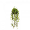 60cm Moss Ball w Senecio Hanging Artificial Plant Flower (with Rope) Fake V563-GF70240