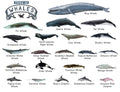 TYPES OF WHALES A4 Matte Laminated Poster Print Fish - 210mm x 297mm V563-LAMINATED_WHALES_A4