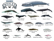 TYPES OF WHALES A4 Matte Laminated Poster Print Fish - 210mm x 297mm V563-LAMINATED_WHALES_A4