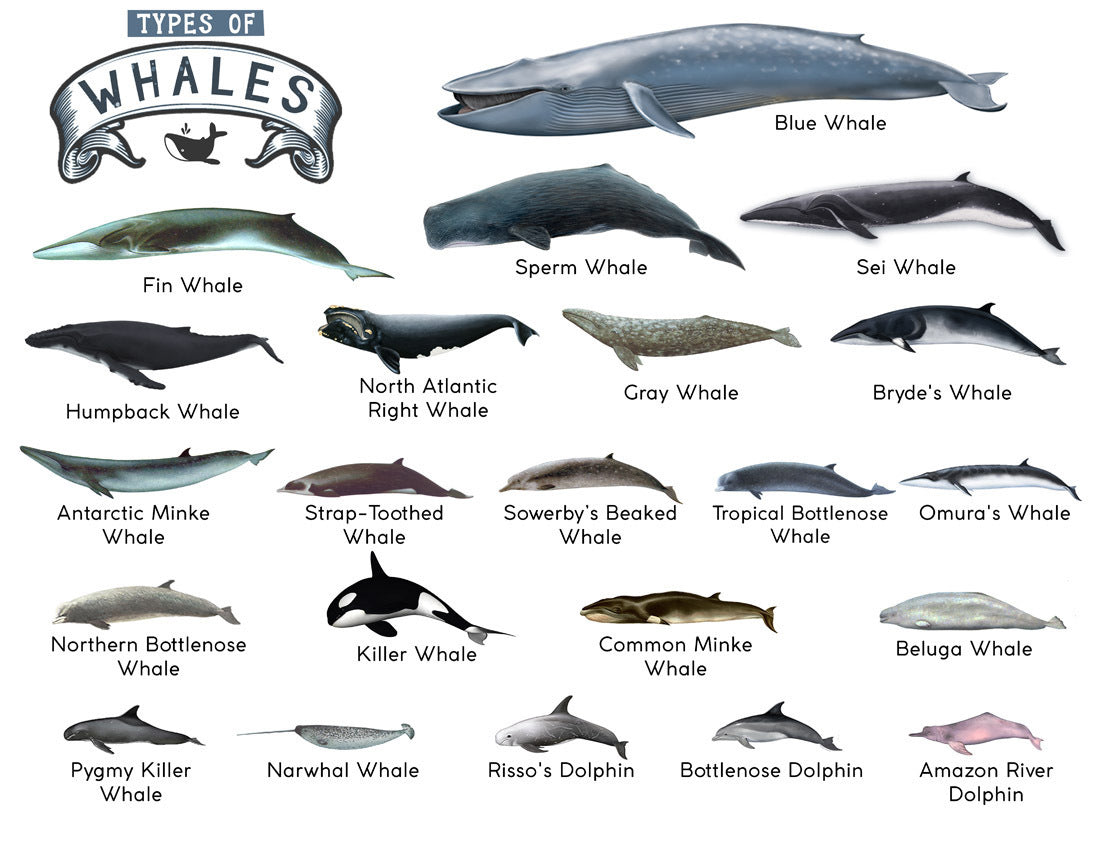 TYPES OF WHALES A4 Matte Laminated Poster Print Fish - 210mm x 297mm V563-LAMINATED_WHALES_A4