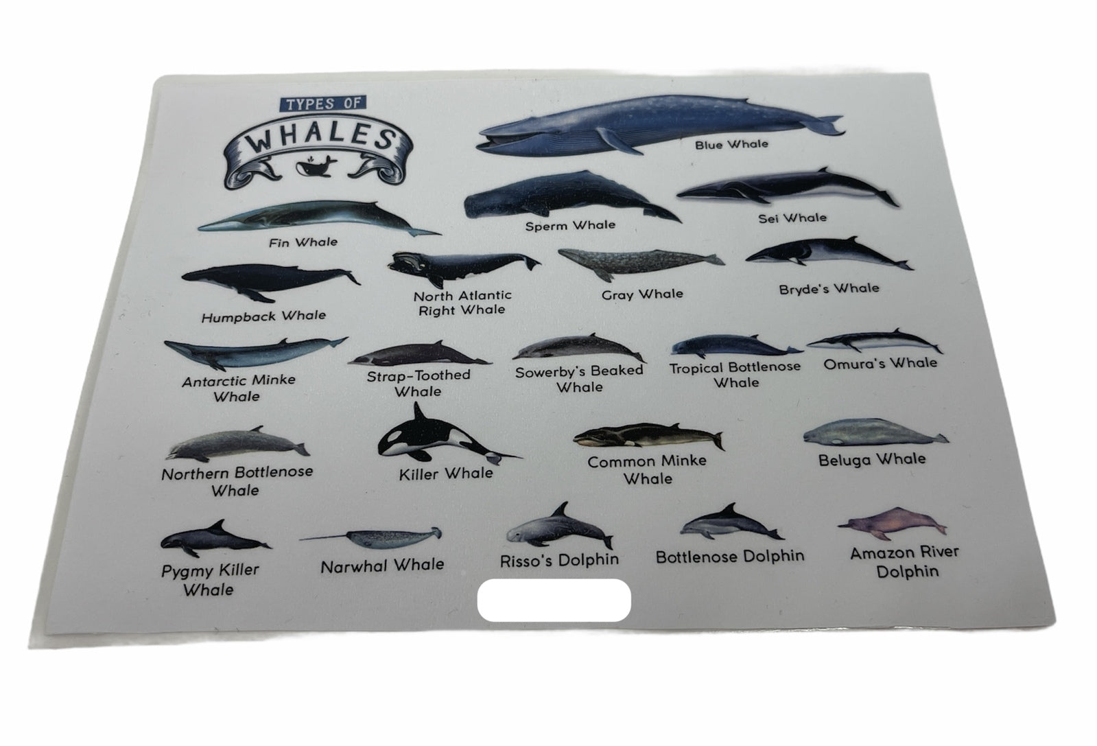 TYPES OF WHALES A4 Matte Laminated Poster Print Fish - 210mm x 297mm V563-LAMINATED_WHALES_A4