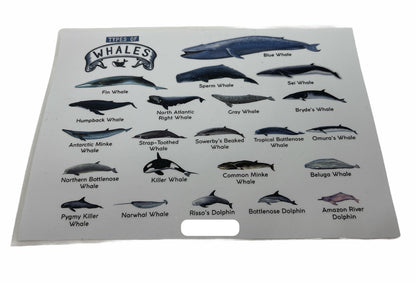 TYPES OF WHALES A4 Matte Laminated Poster Print Fish - 210mm x 297mm V563-LAMINATED_WHALES_A4