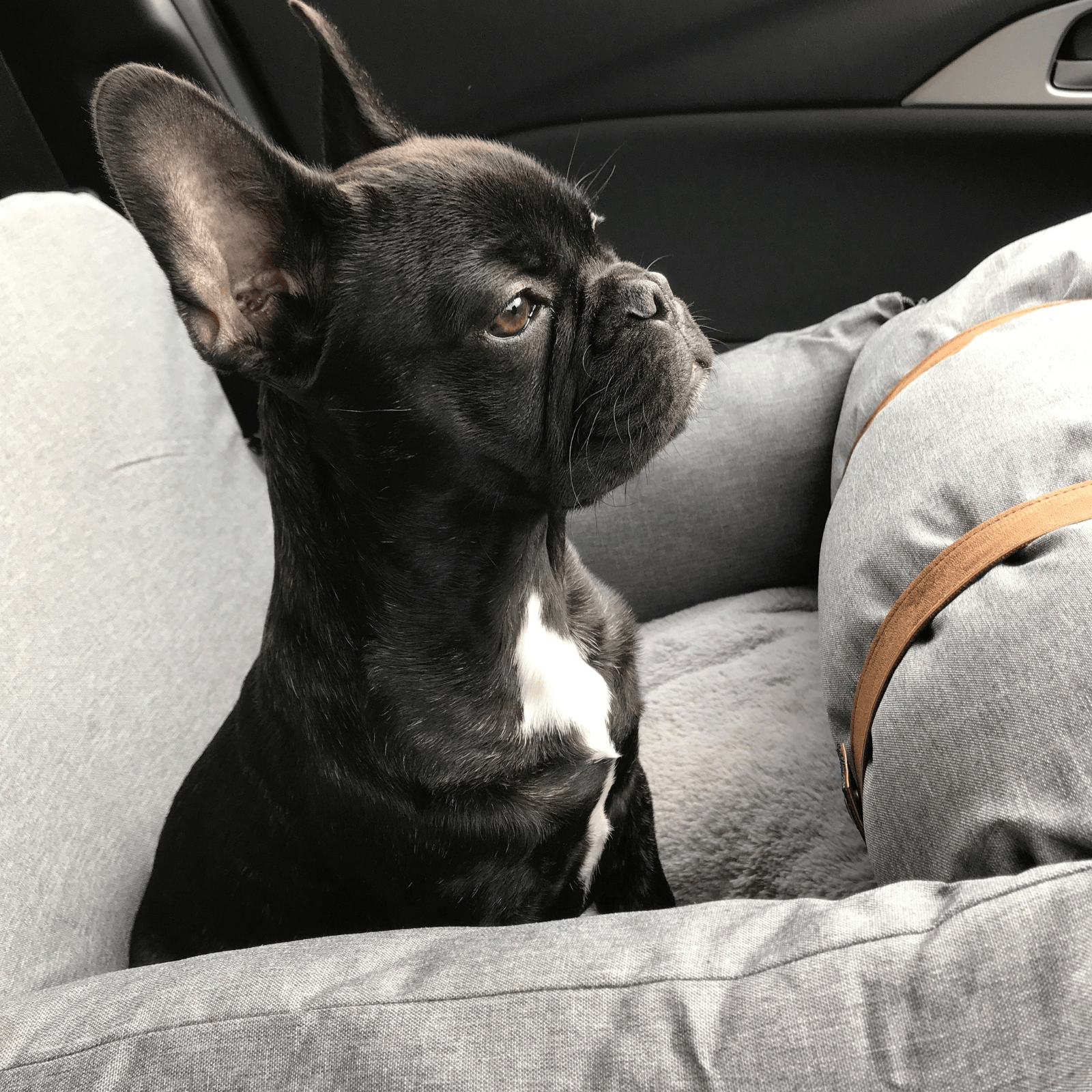 Premium Dog Booster Seat for Small Pets V568-20CC026A