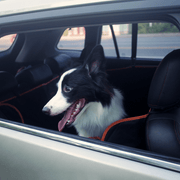 iBuddy Dog Seat Cover Car Hammock w/ Mesh Window & Dog Seat Belt V568-IB-P00027-SB